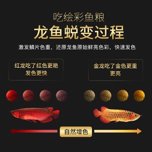 绘彩龙鱼饲料金龙鱼食银龙红龙鱼专用粮增红色增艳热带鱼颗粒饲料