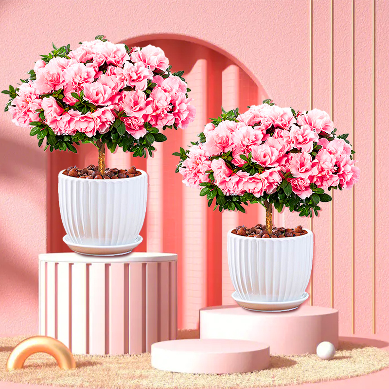 杜鹃花盆栽四季开花老桩花卉绿植适合懒人养的花好养活带花苞阳台