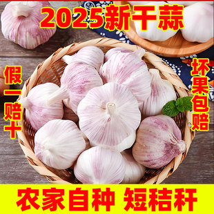 金乡农家干大蒜5斤大蒜头新鲜大蒜紫白皮种子新干蒜9斤1斤蔬菜
