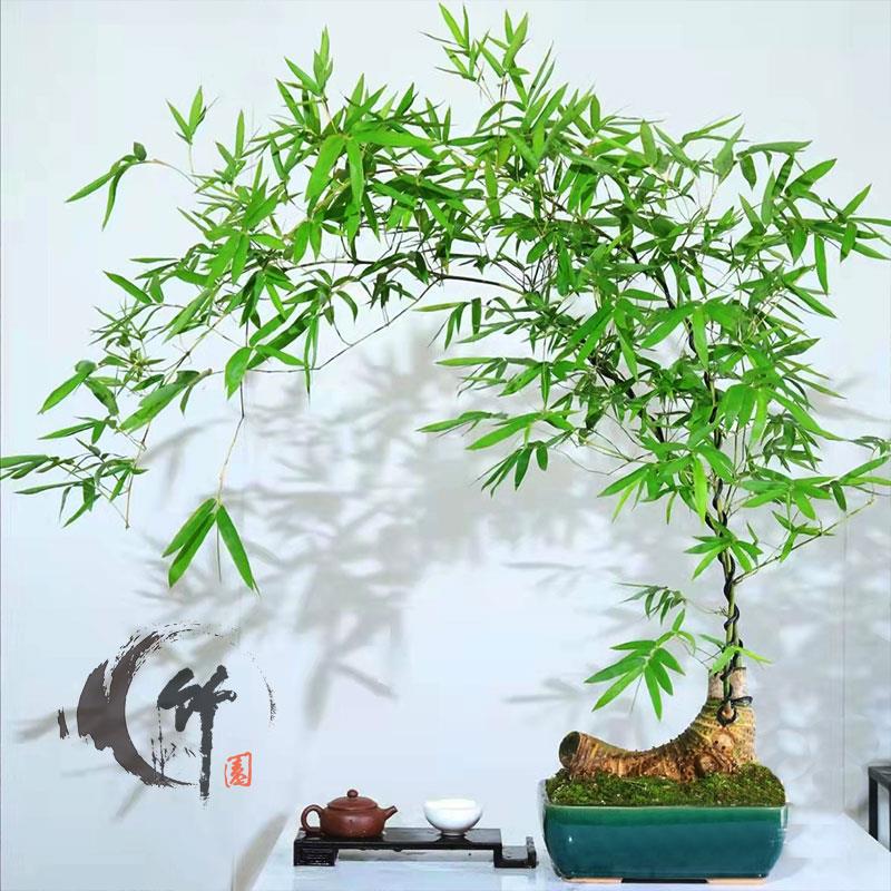 网红小叶簕竹带芽室内外桌面勒竹熟树桩常青绿植庭院花园盆景盆栽
