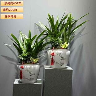 墨兰盆栽室内耐阴花卉客厅办公桌面好养盆景常青植物书房茶几绿植