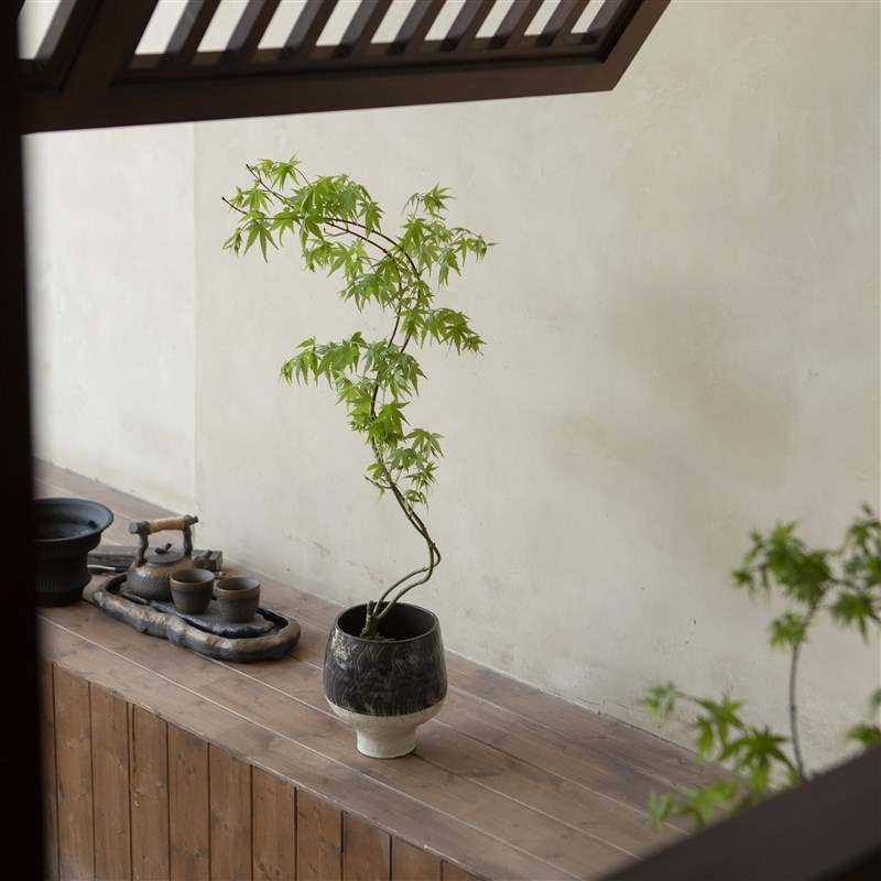 诗与自然 流泉枫树中式意境绿植盆栽四季常绿小众盆景桌面植物