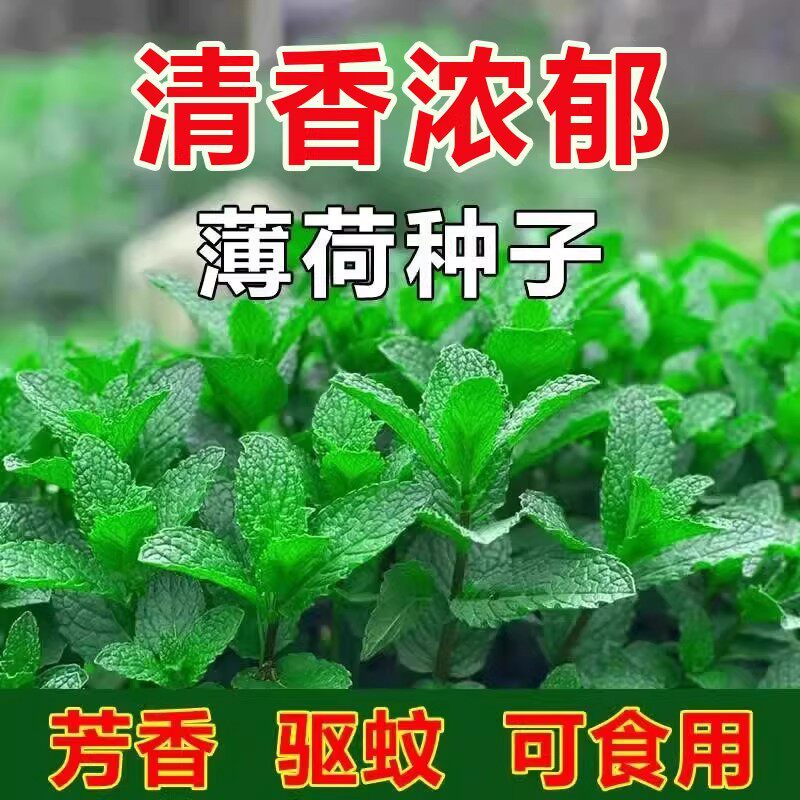 可食用驱蚊猫薄荷种子四季播