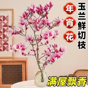 玉兰花鲜切干枝带花苞水培花卉阳台室内好养浓香植物紫白玉兰干枝