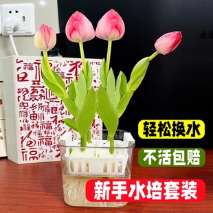 进口郁金香种球水培花卉室内阳台好养易活耐寒郁金香土培盆栽植物