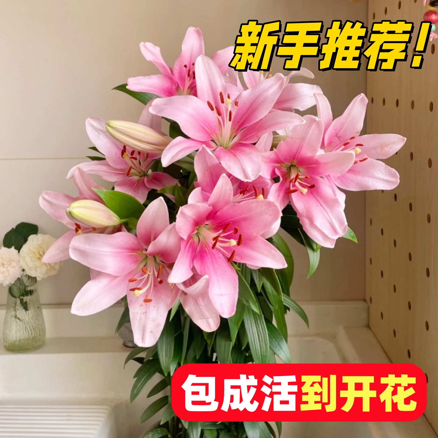 百合种球带根芽耐寒球根植物好养