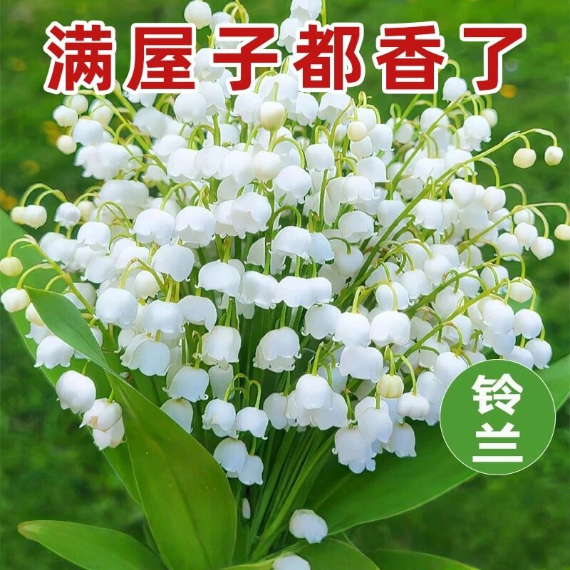 进口铃兰种球带芽耐寒易活
