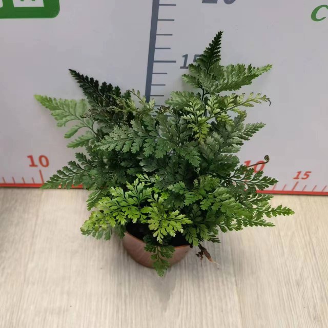 狼尾蕨景观植物盆景草微景观材料蕨类个性蕨吸水石水陆缸