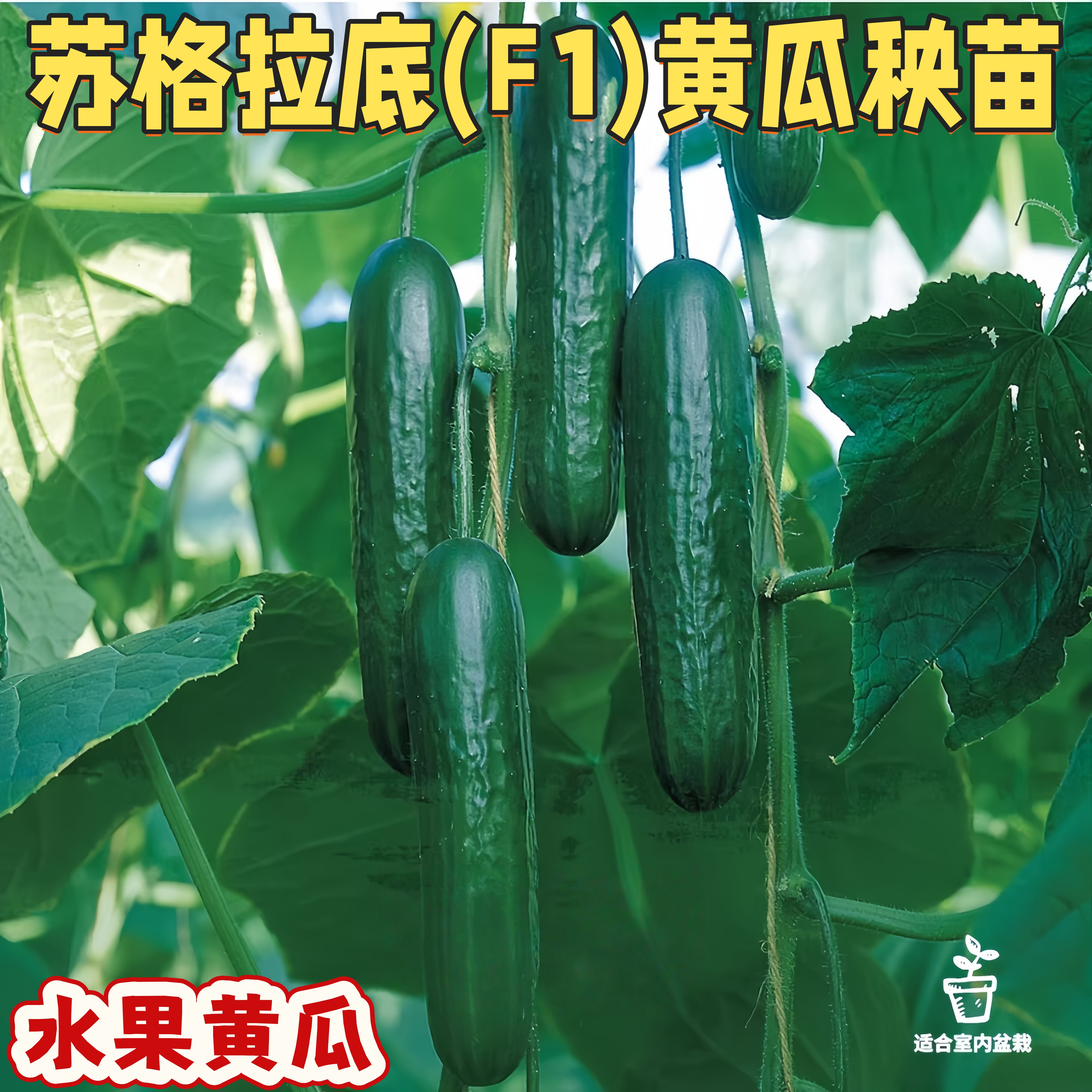 苏格拉底水果黄瓜苗秧柏拉图F1苗阳台盆栽蔬果小青瓜清脆甘甜抗病
