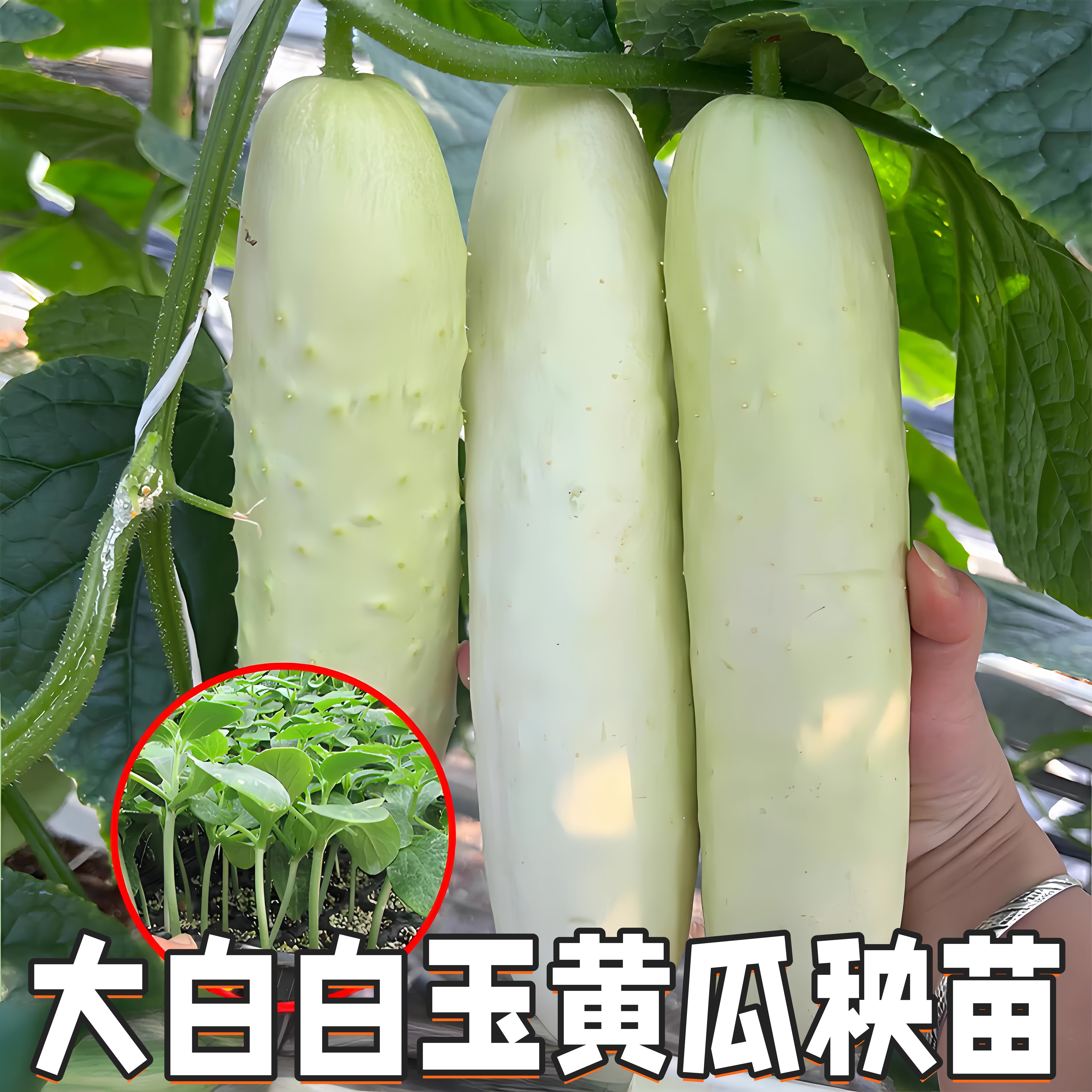 高产白玉黄瓜老品种带土盆栽图片