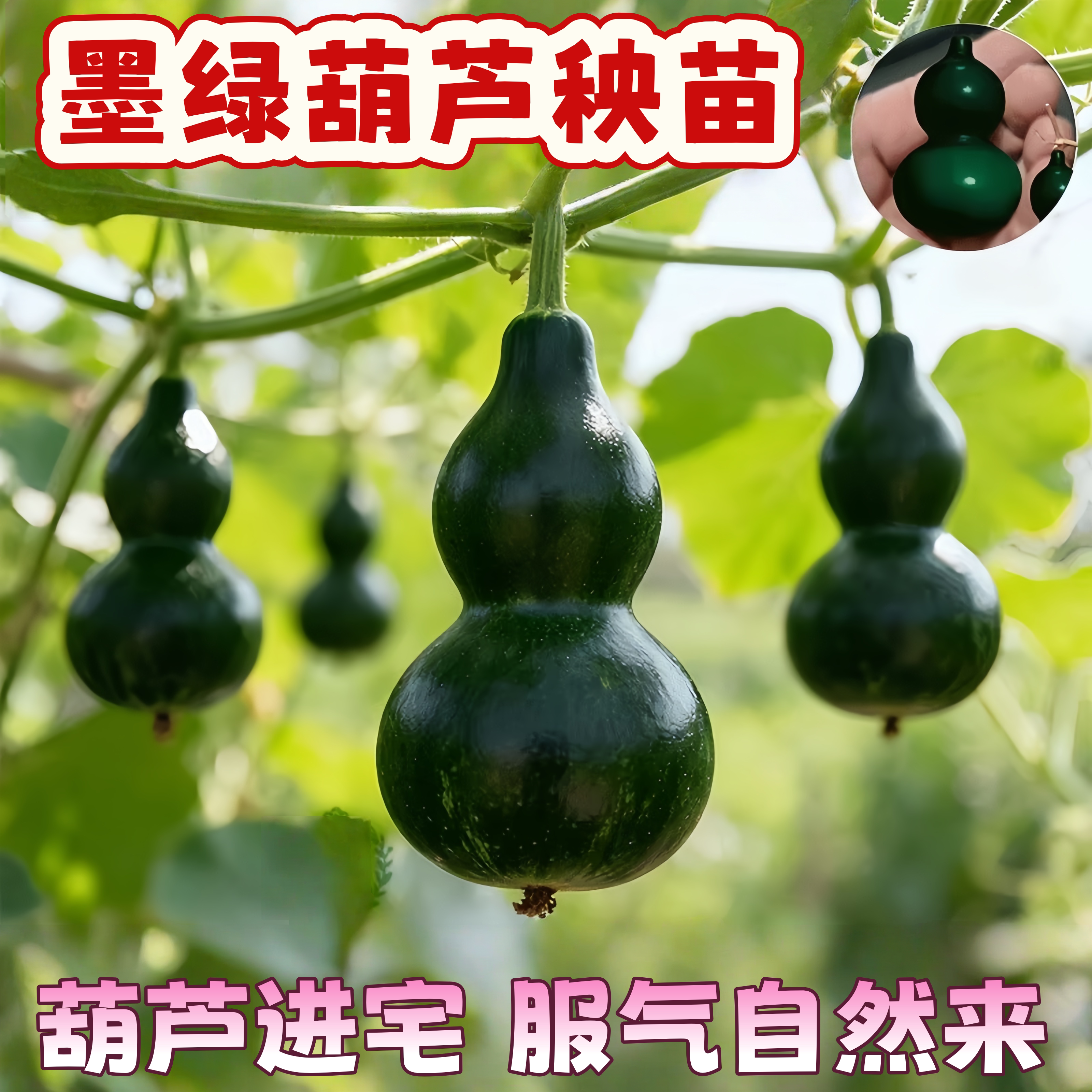 墨绿八宝小葫芦苗秧翡翠葫芦盆栽手捻葫芦文玩苗新品种帝王绿葫芦