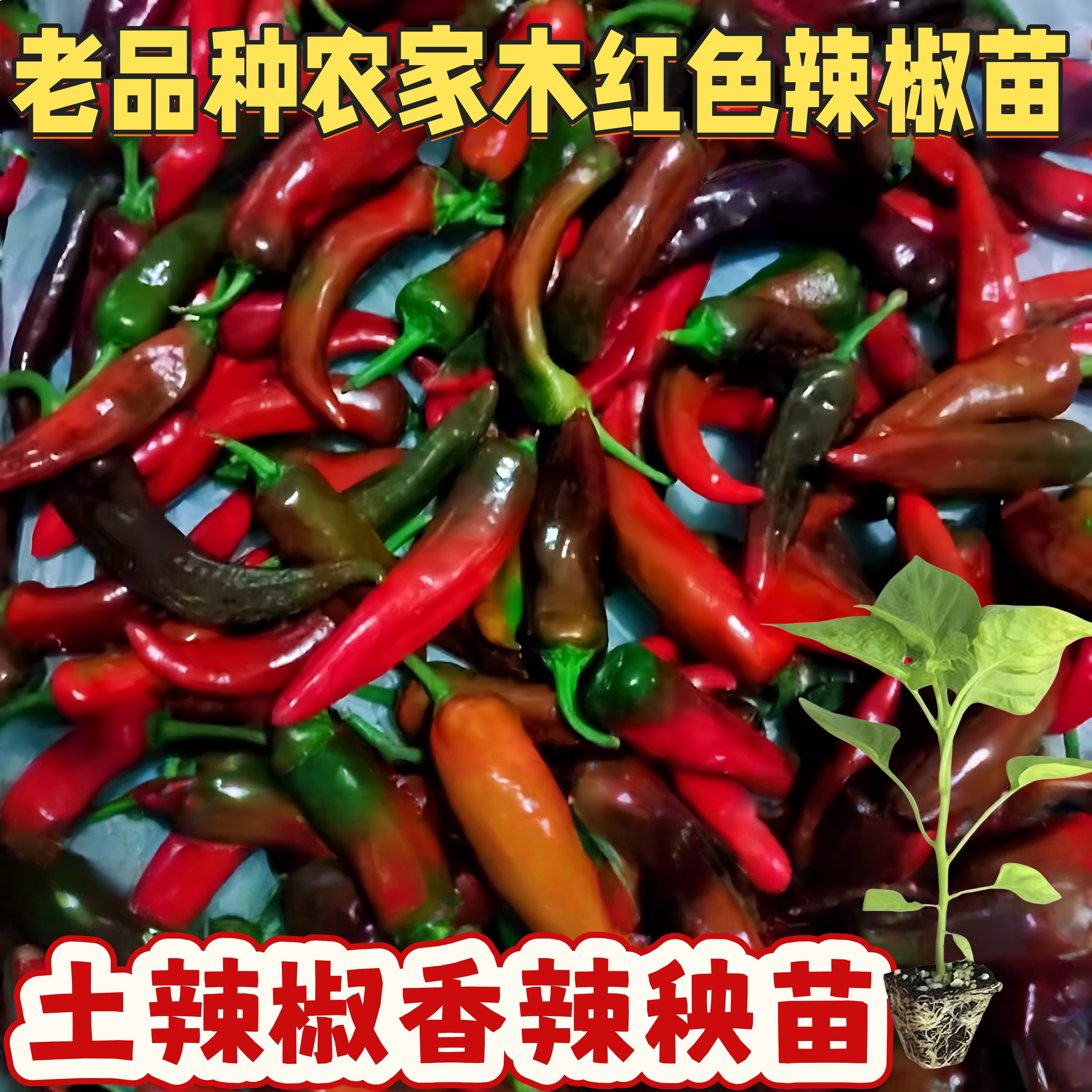 老品种木红色辣妹子苗秧特辣青红辣椒苗笨尖椒剁椒泡椒农家特色苗