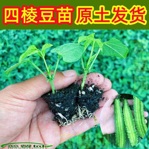 四棱豆苗皇帝豆苗狗儿豆苗虎爪豆苗猫豆大刀豆苗四季高产种幼秧苗