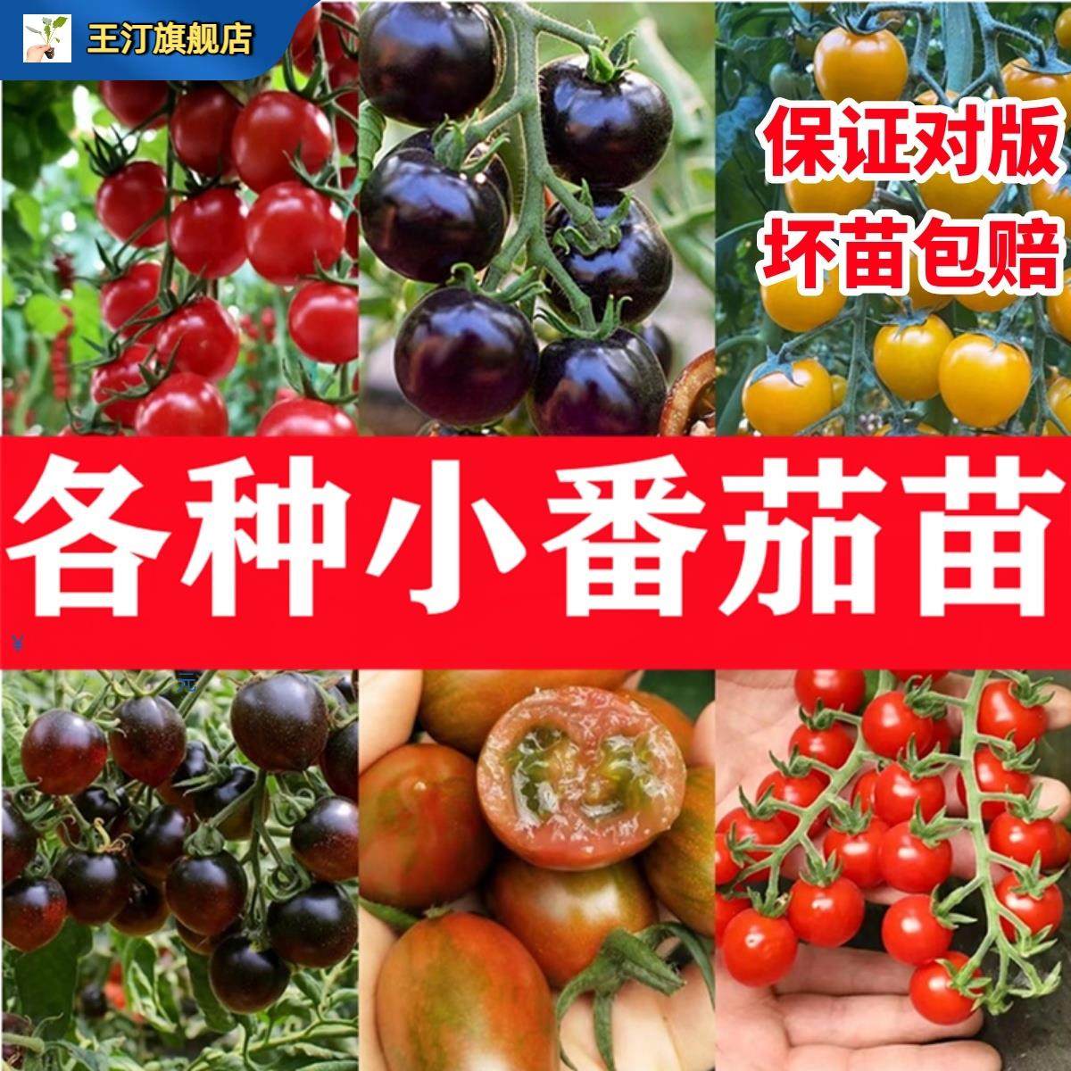 水果小蕃茄苗盆栽黑珍珠大树苗矮番茄苗秧苗圣女果种籽樱桃蔬菜苗