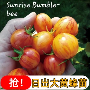 日出大黄蜂番茄苗秧苗红醋栗超甜圣女果苗各种盆栽小樱桃西红柿秧