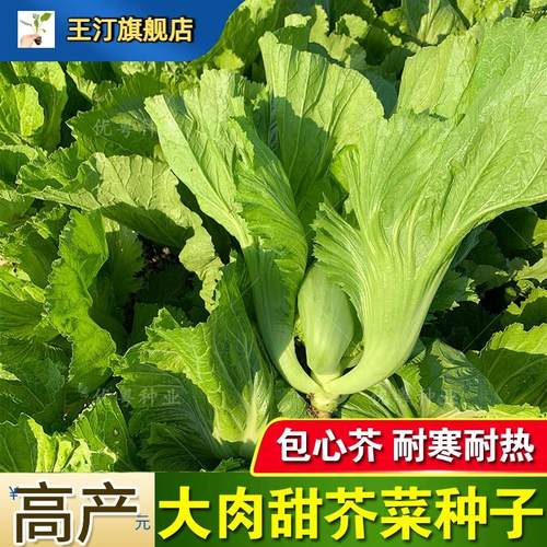 包心芥菜苗秧水东大肉甜种