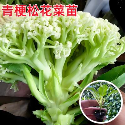 花菜秧苗60天带土耐寒青梗