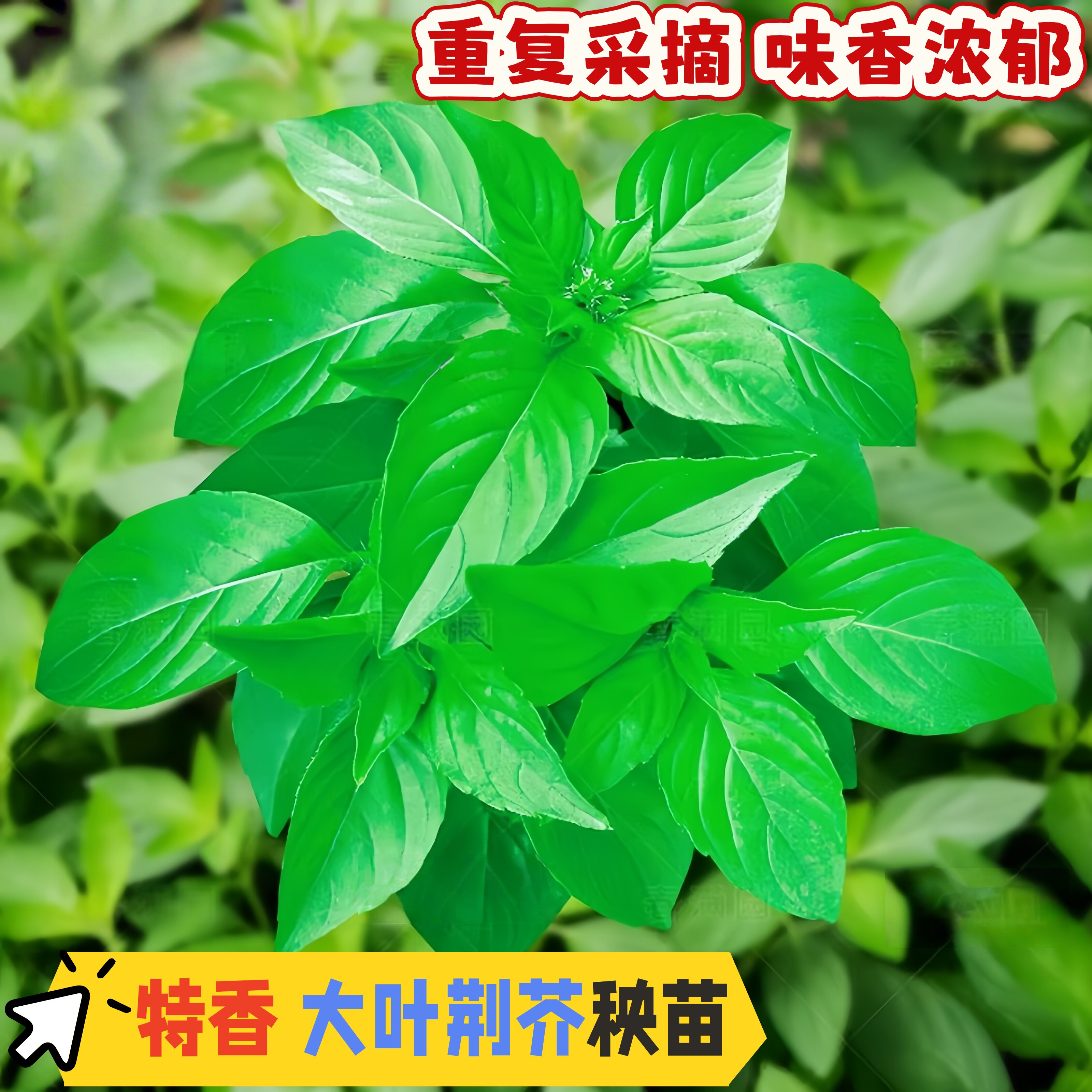 河南大叶荆芥秧苗秧子小青菜带土带根盆栽种香草荆棘菜籽荆芥菜籽