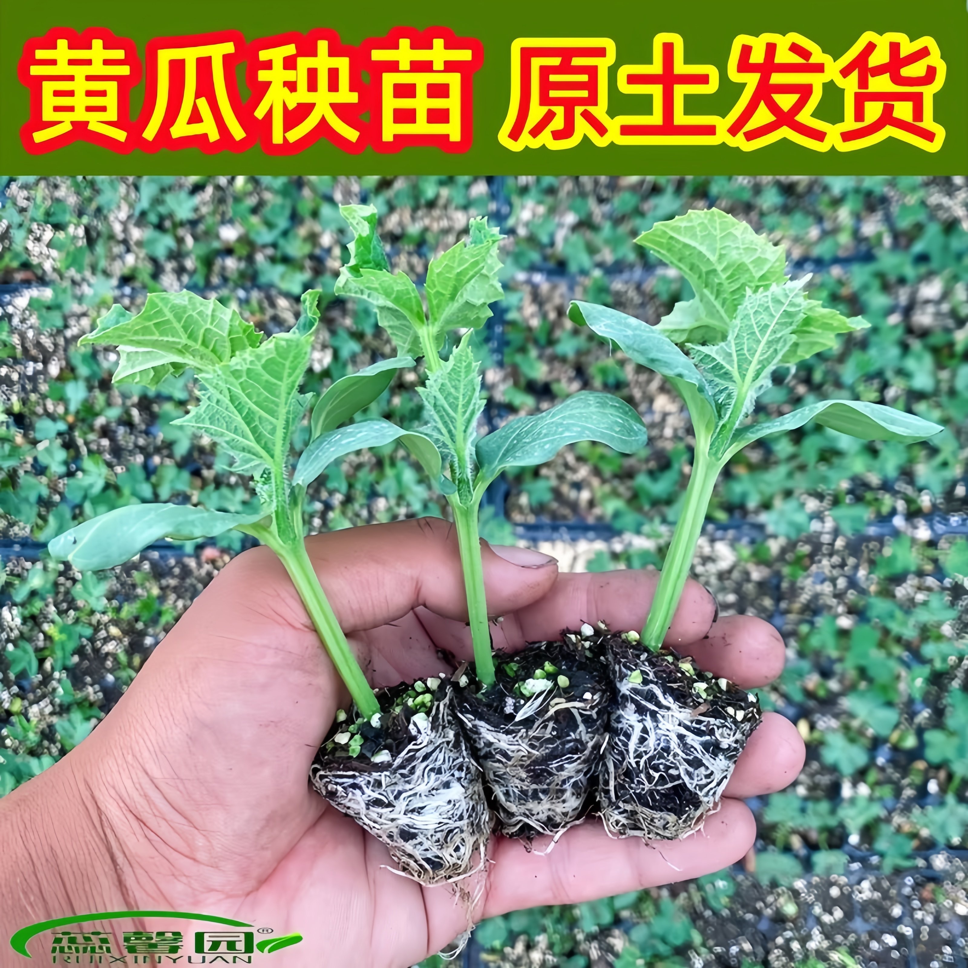 绿芯高产水果黄瓜苗秧盆栽四季阳台春秋蔬菜苗玉女小青甜瓜老品种,鲜花速递/花卉仿真/绿植园艺,种苗/半成品盆栽,淘宝优惠券,粉丝福利购,淘宝优惠卷