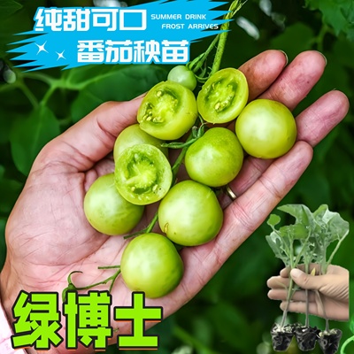 绿博士樱桃番茄苗纯甜高产抗病