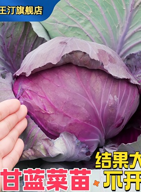 紫甘蓝苗秧苗紫色包菜种子甘兰种籽有机大头包心菜苗子四季蔬菜苗