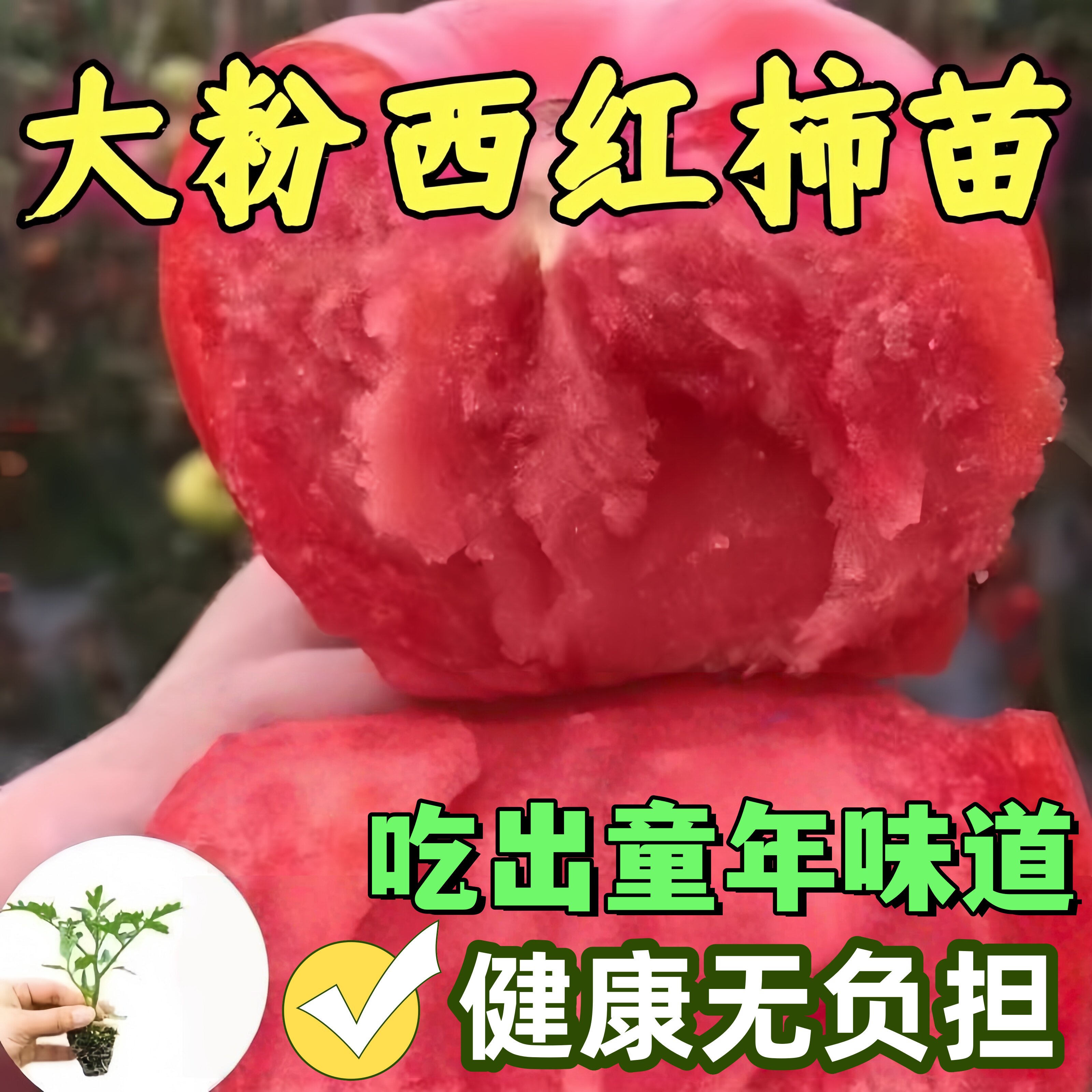 红色番茄秧苗普罗旺斯铁皮草莓西红柿大粉沙瓤高产早熟新鲜蔬菜苗