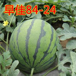 早佳84-24西瓜种子四季播红瓤西瓜阳台盆栽瓜果庭院大田蔬菜籽