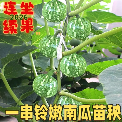 一串铃高产带土蔬菜种子