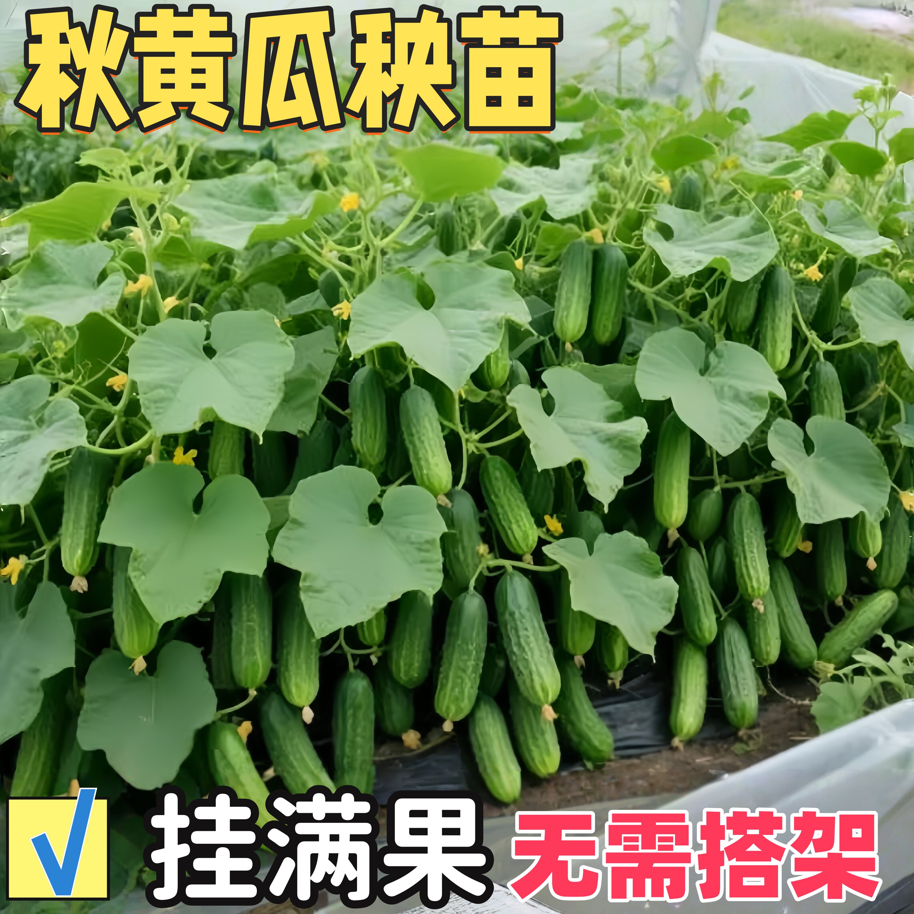 水果黄瓜秧苗四季种子阳台番茄秋季蔬菜苗秧苗盆栽南方小青瓜旱瓜