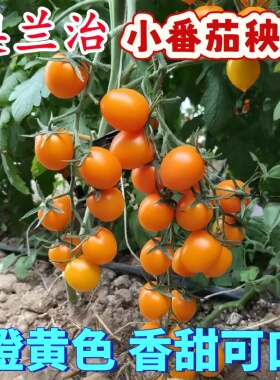 奥兰治橙色樱桃番茄苗秧香芒皇后柿季辉煌香甜千禧圣女果种苗子籽