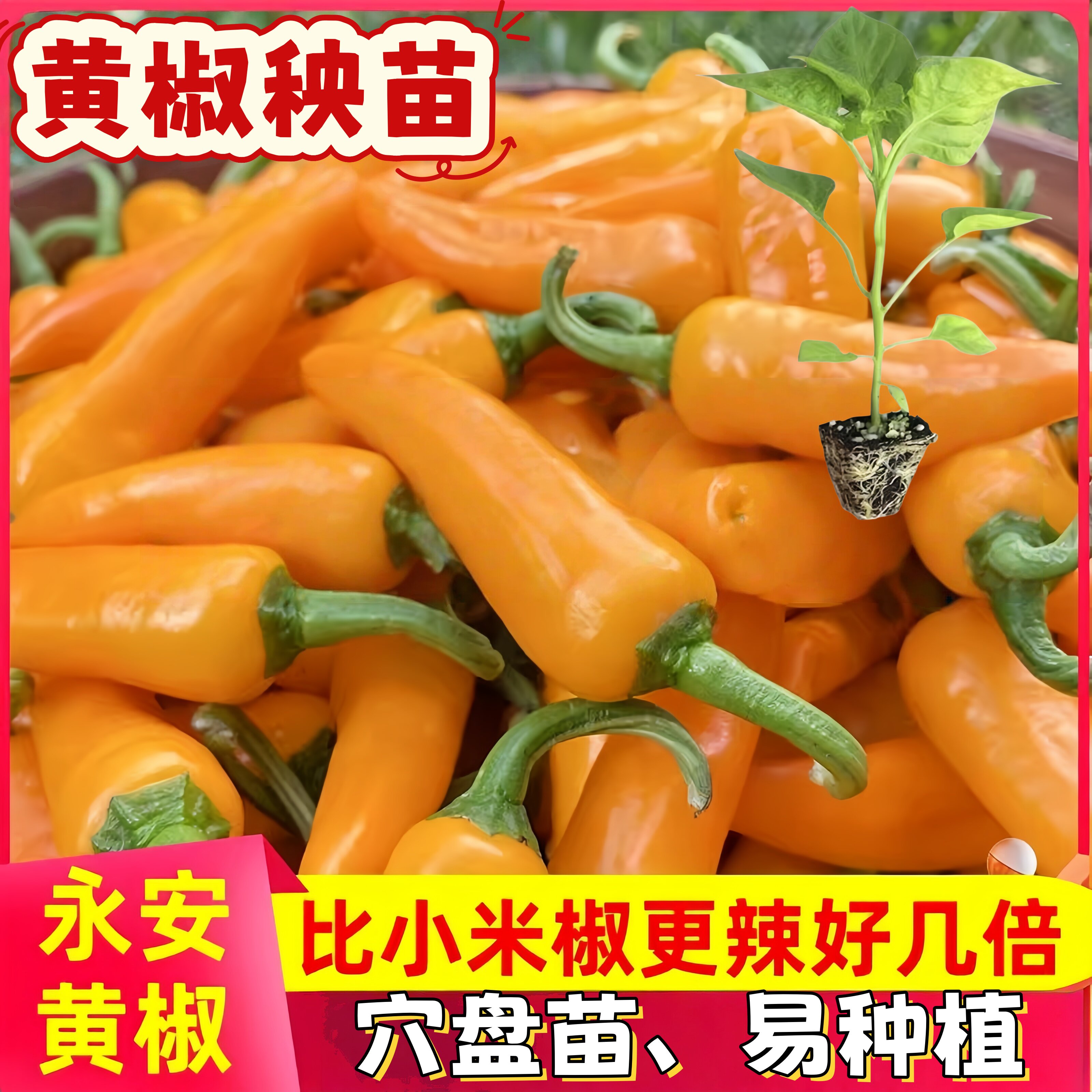 永安黄椒苗正宗黄辣椒秧苗福建魔鬼泡椒小米辣椒剁椒七彩椒朝天椒图片