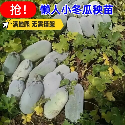 爬满地白皮冬瓜苗不搭架