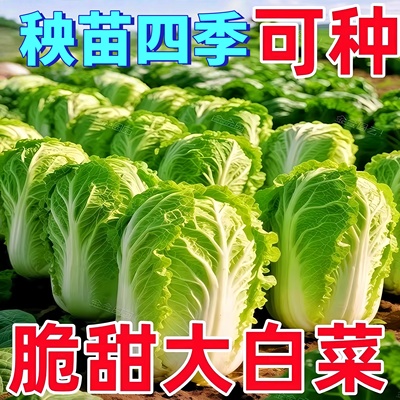 特大东北高产18斤耐储藏抗病秋播