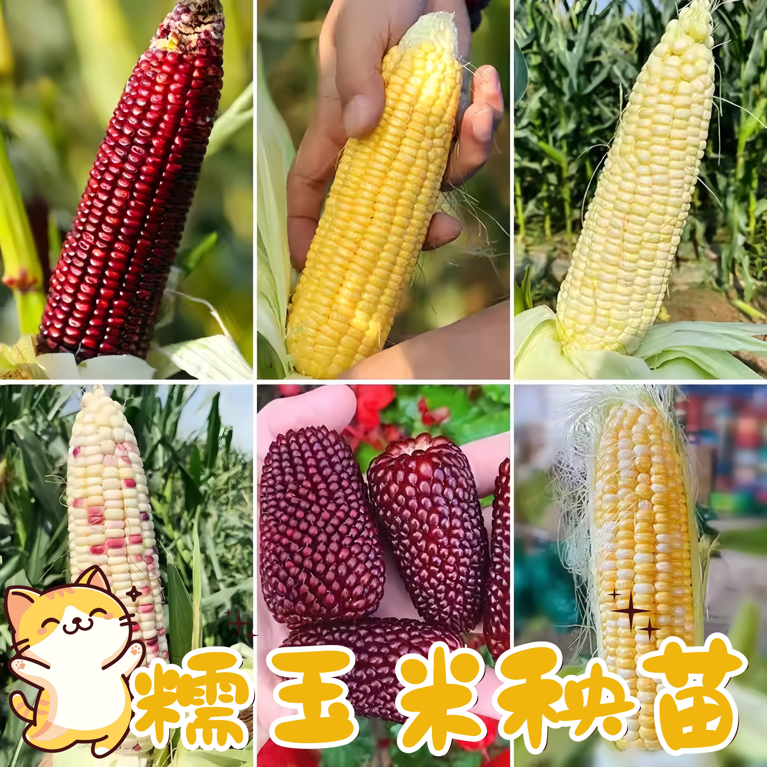 糯玉米苗秧盆栽秧苗金银水果拇指黑白甜糯米特高产优质玉米种大全