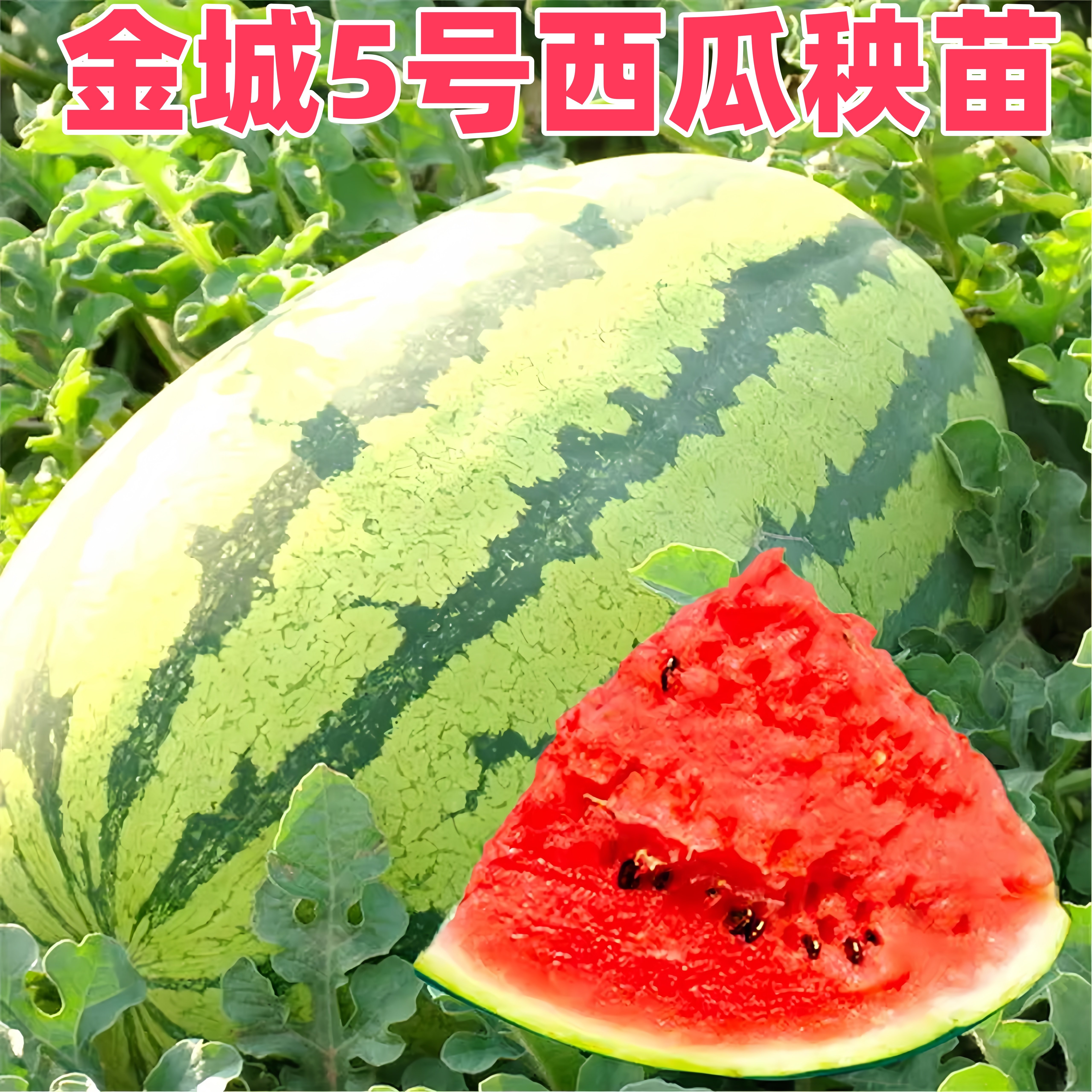 金城5号大西瓜苗秧苗带土特大巨型高产懒汉冰糖麒麟8424西瓜苗爪