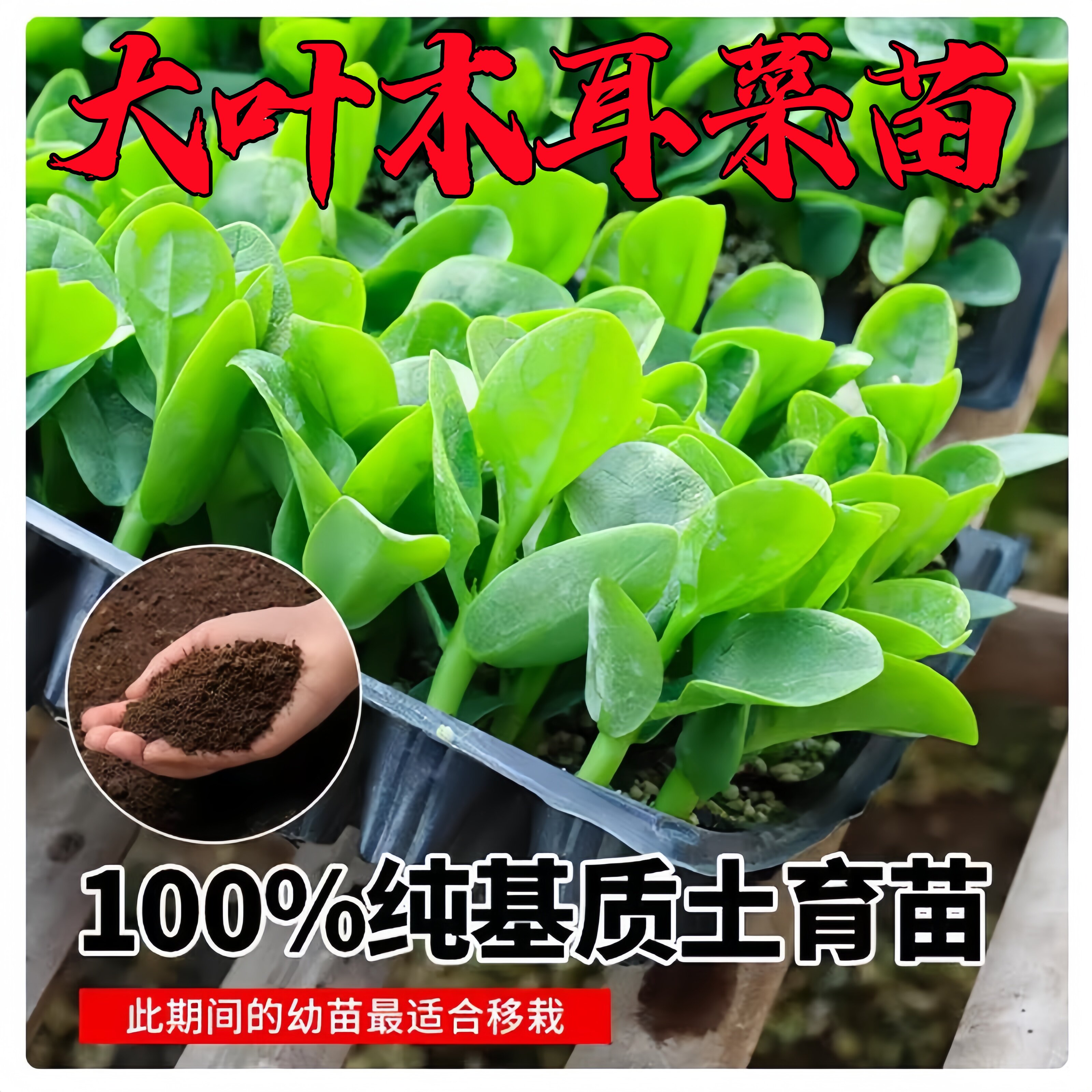 四季大叶木耳菜苗秧苗爬藤老品种圆叶小叶种子盆栽农家种植蔬菜苗