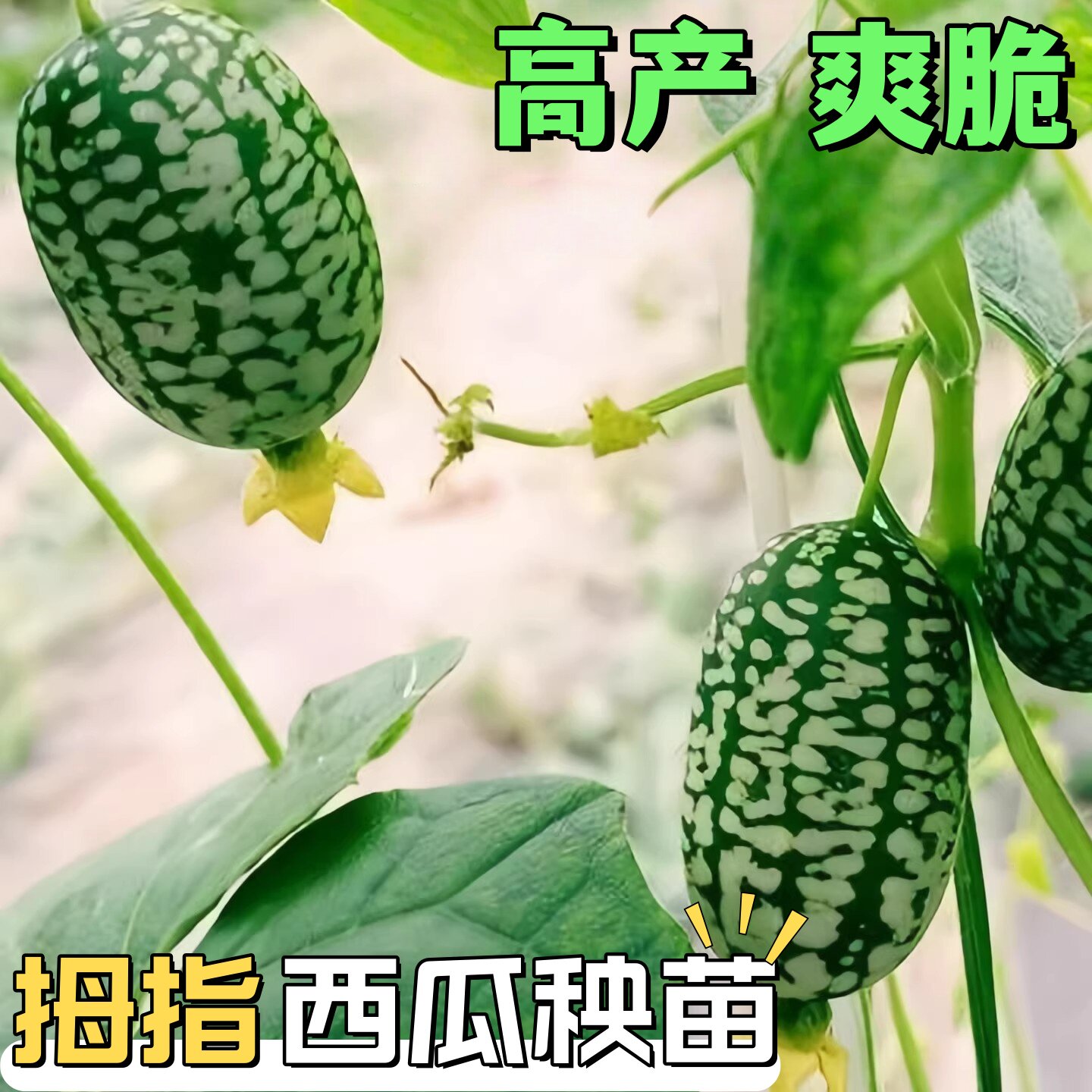 爽脆拇指西瓜苗四季高产母指迷你小西瓜苗庭院阳台盆栽水果蔬菜苗