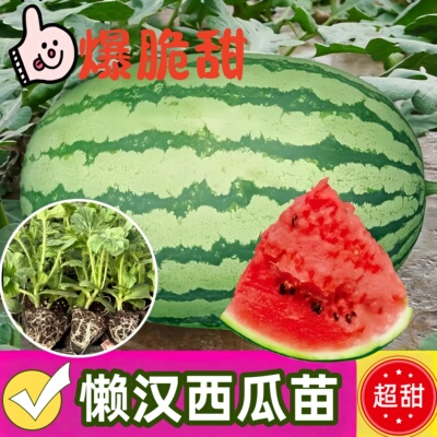 懒汉大西瓜嫁接苗南方菜幼苗