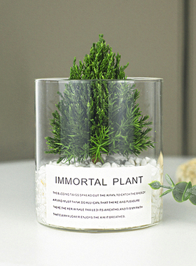 放青松 保鲜家居饰品级感办公室装饰客厅酒柜摆设