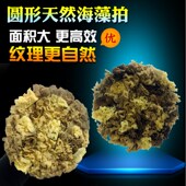 希腊天然海藻棉三色珠光艺术漆印工具圆形海藻拍海藻绵拍子