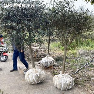 华欧油橄榄树苗大型绿植盆栽室外阳台净化空气欧风庭院别墅真植物