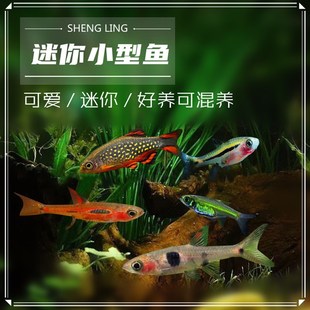 圆点小丑鱼火炽金钻一线小丑绿晶灯火焰小丑露比灯阿玛帕三色灯鱼