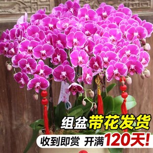 大盆蝴蝶兰盆栽带花苞花剑年宵花乔迁送礼兰花室内花卉绿植物春节
