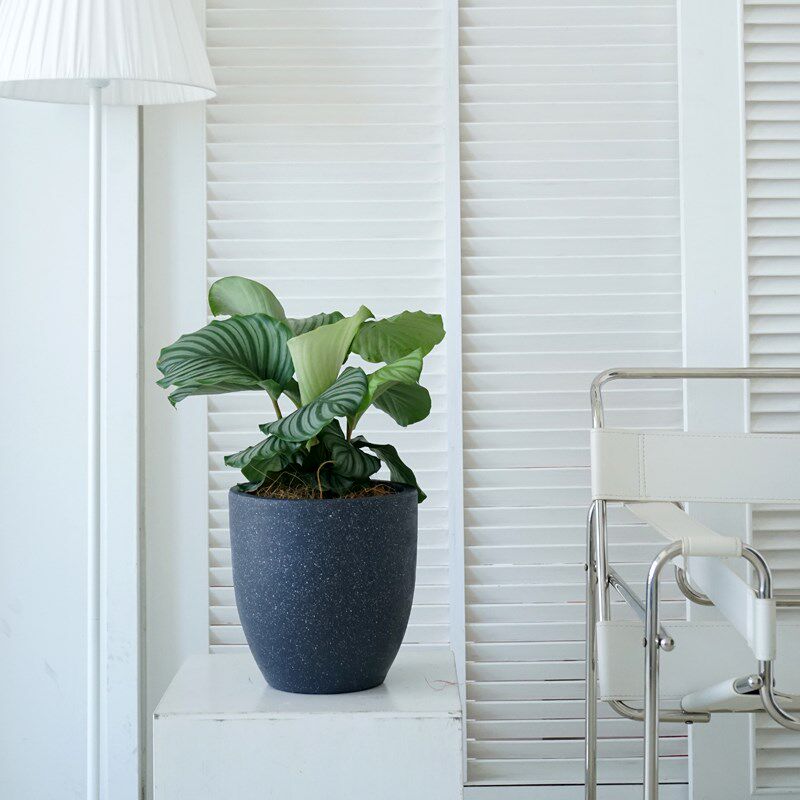 圆形透气水泥花盆高百合竹陶瓷种树龟背竹琴叶榕侘寂风柠檬树高款