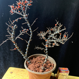 荀子红花栒子四季常绿小叶红果好养盆景办公桌净化空气带土包邮