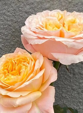 想象入梦灌木大花月季苗包子黄色的花芯直立切花玫瑰盆栽阳台绿植