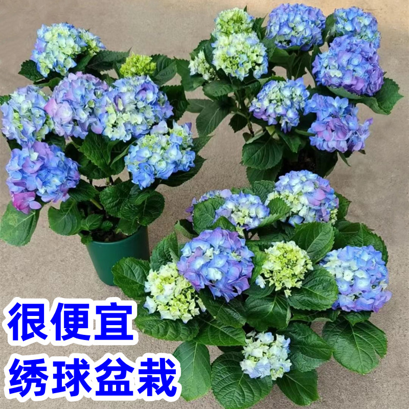 绣球盆栽带花苞无尽夏绣球花苗庭院花园花卉阳台四季开花不断花卉