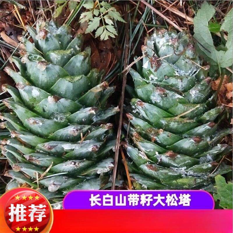 新货东北松果长白山新鲜松