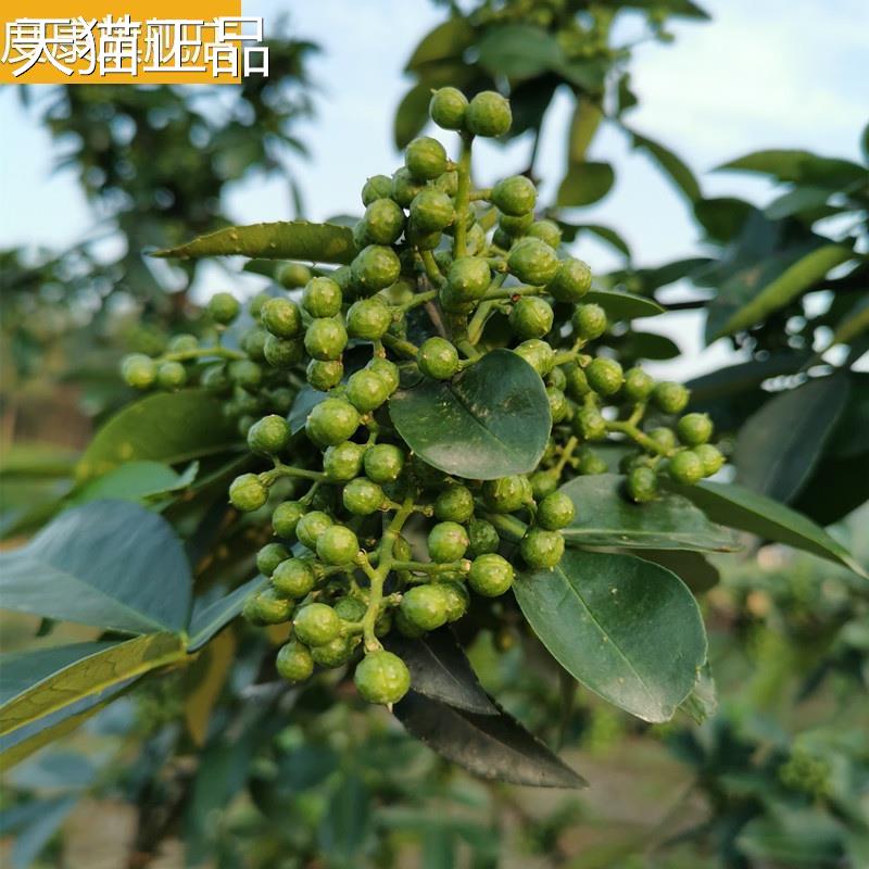 真空保鲜花椒山胡椒四川特产山苍子粒木江子新鲜非木姜子包邮