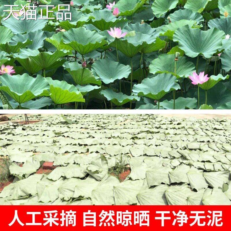荷叶整张荷叶茶荷叶片干荷叶糯米鸡荷叶鸡荷叶饭微山荷叶整张